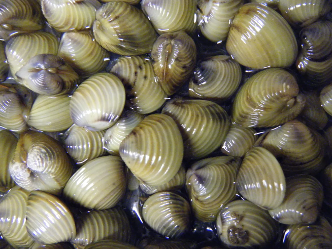 Asian Clams (Corbicula fluminea) showing light green and brown ridged shells
