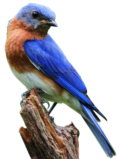 Eastern Bluebird perched on a branch