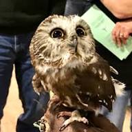 Northern saw-whet owl close-up