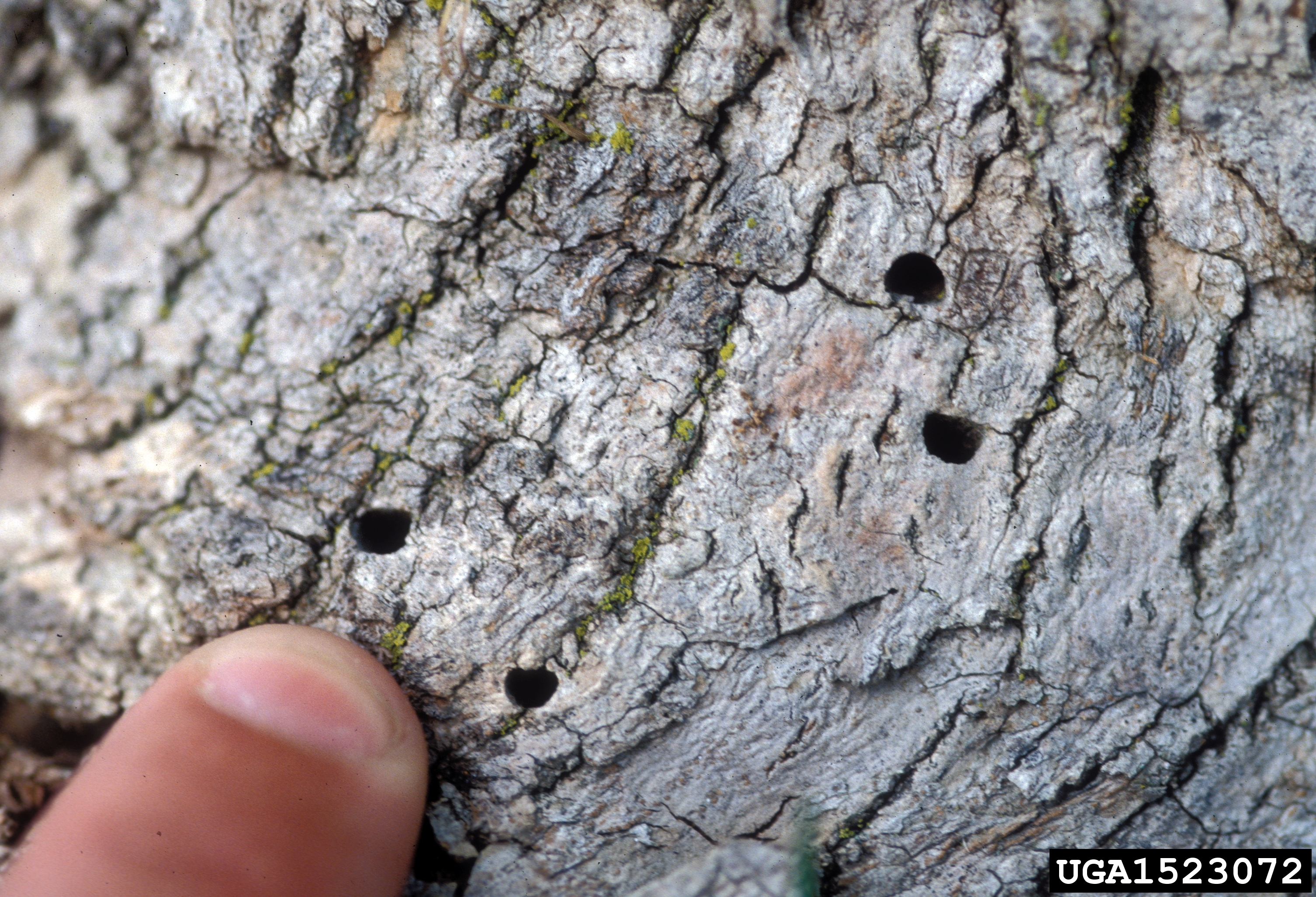 Ash bark showing distinctive D-shaped Emerald Ash Borer exit holes