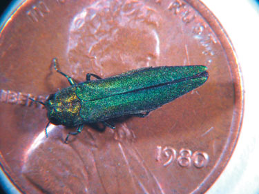 Adult EAB shown on a penny for scale