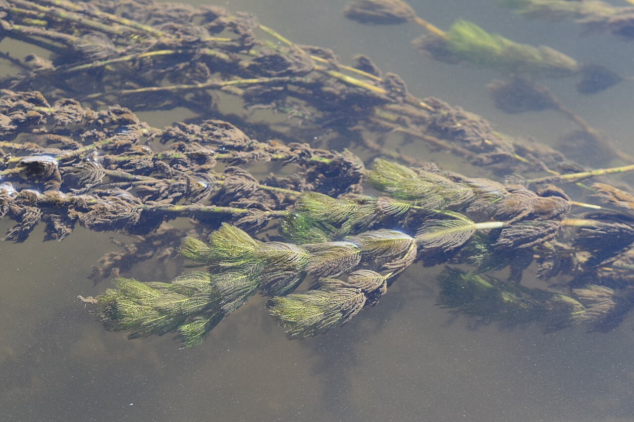 Eurasian Milfoil (Myriophyllum spicatum) — feathery whorled leaves